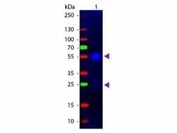 Goat F(ab')2 anti-Rabbit IgG (H+L) Secondary Antibody (Pre-adsorbed), Novus
